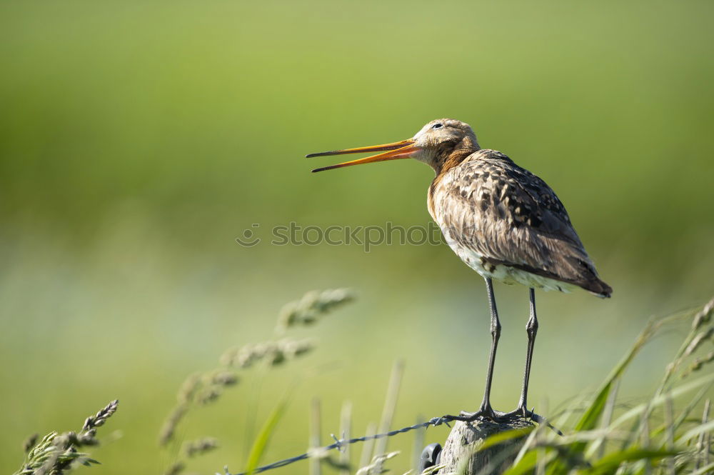 Similar – Image, Stock Photo stork’s eye Environment