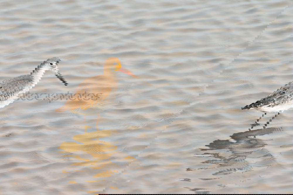 Similar – Image, Stock Photo young silver gull at the Baltic Sea beach in Poland