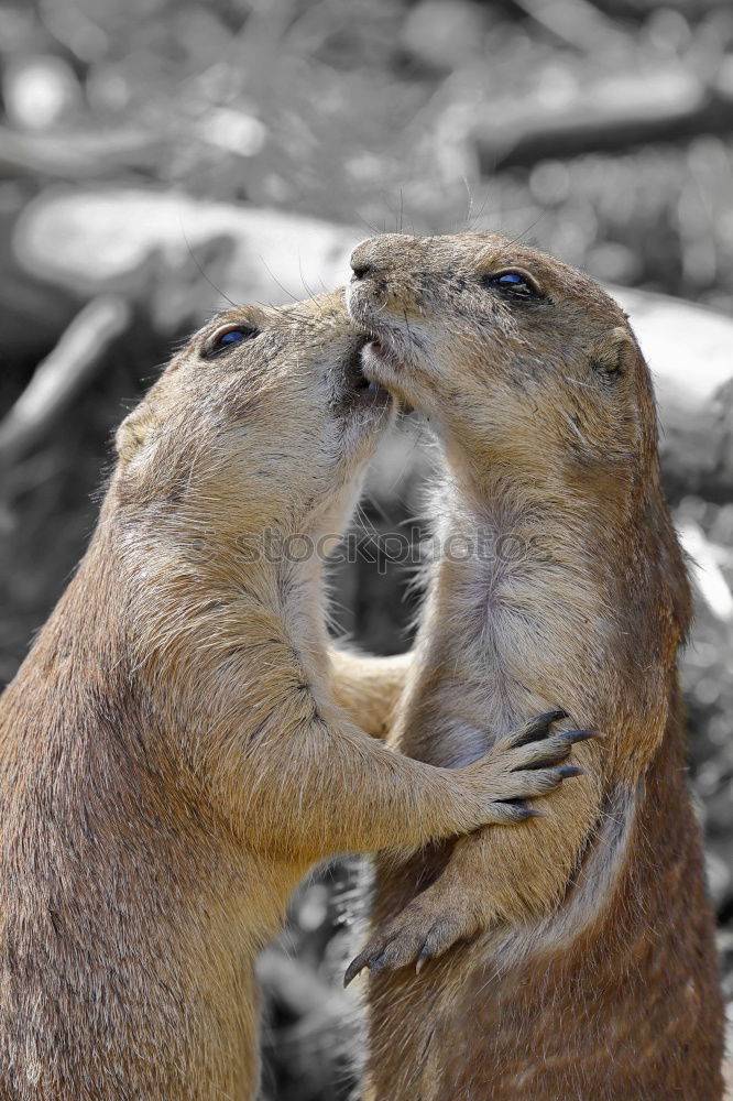 Similar – Image, Stock Photo is this love? Animal Pelt