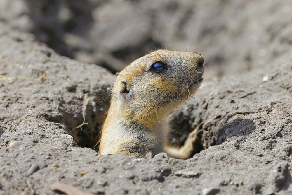 Similar – crazy Chipmunk Nature