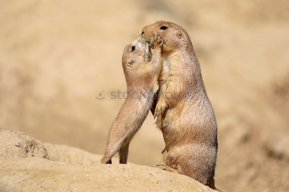 Image, Stock Photo brotherly love Animal Pelt