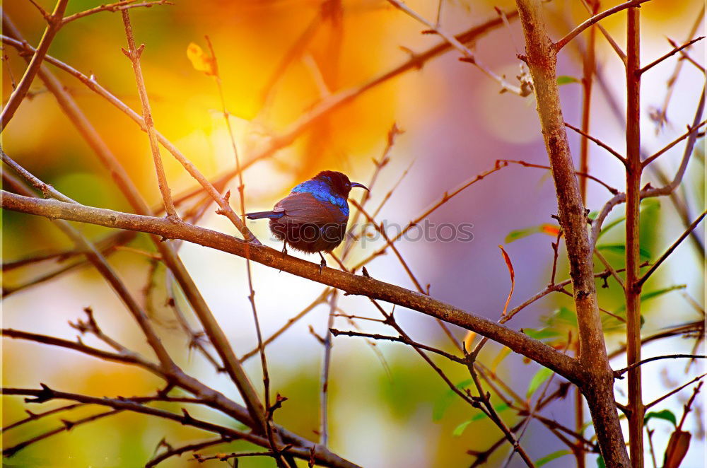 Similar – Schulterblick Natur