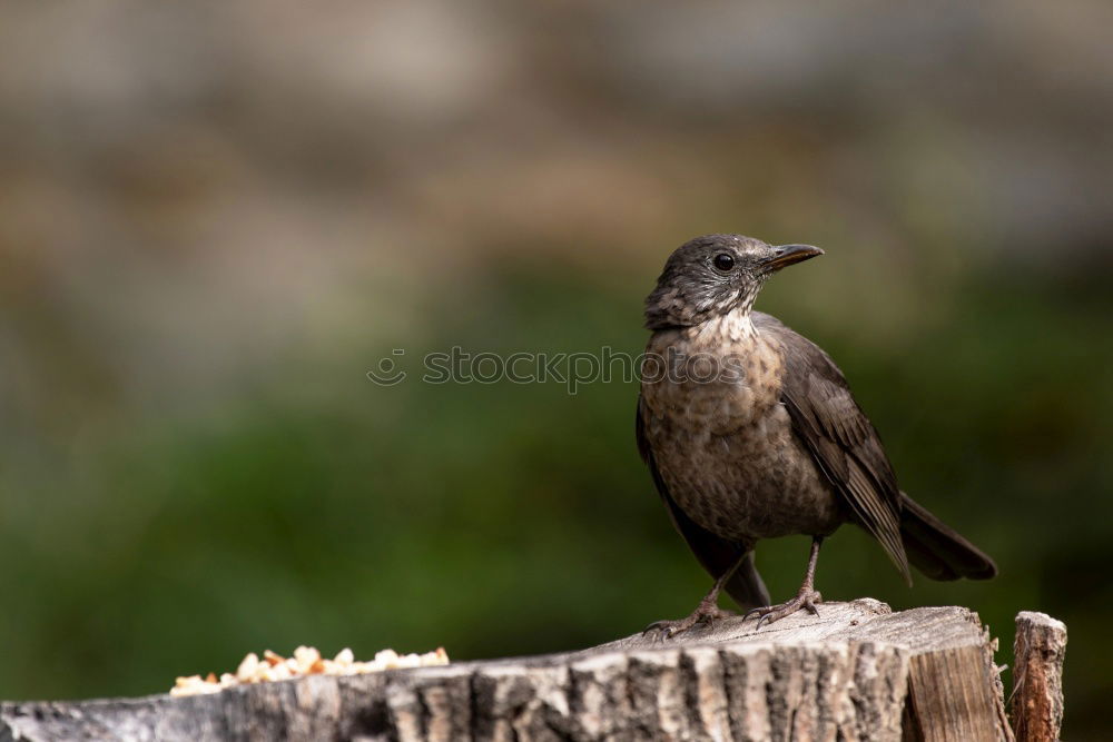 Similar – Raven Crow Fog Crow (Corvus corone cornix)