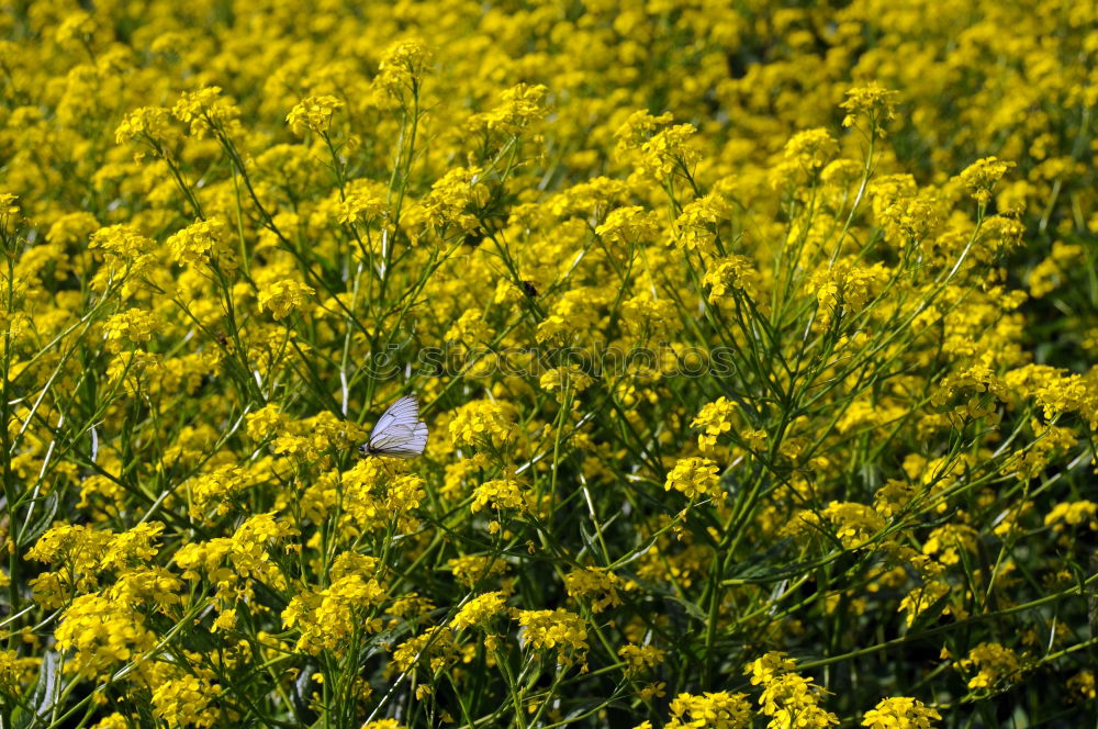 Similar – Peace in Rapsfeld I Canola