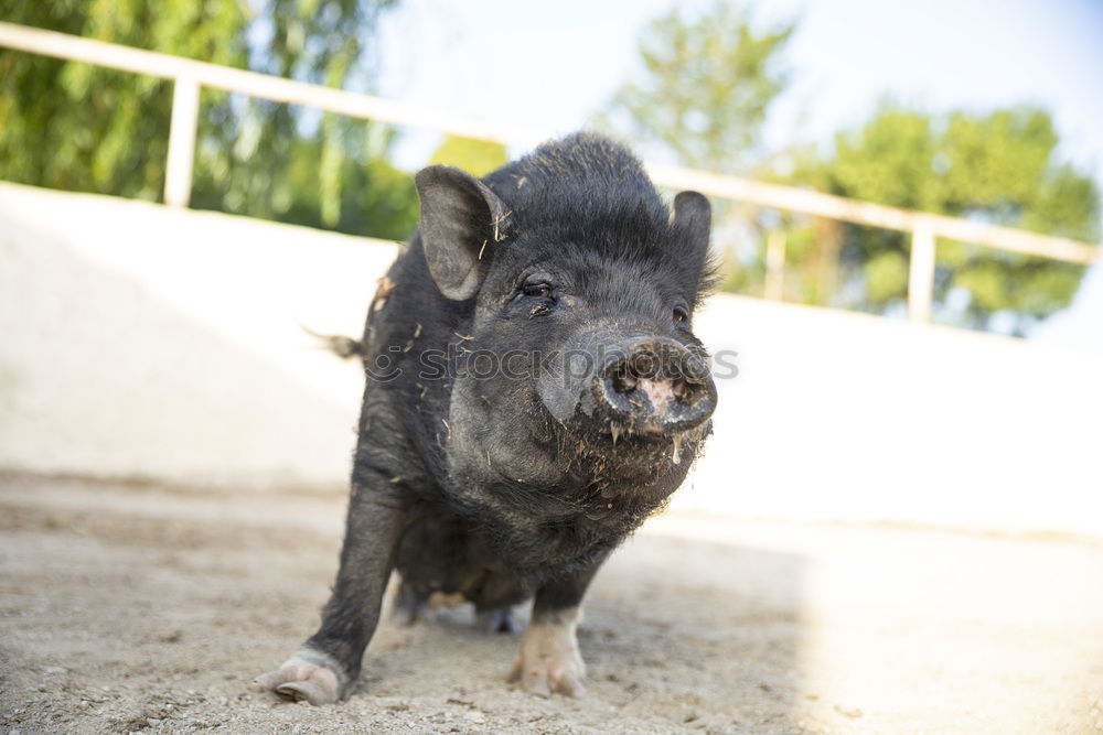 Similar – sniffer pig Summer Tree