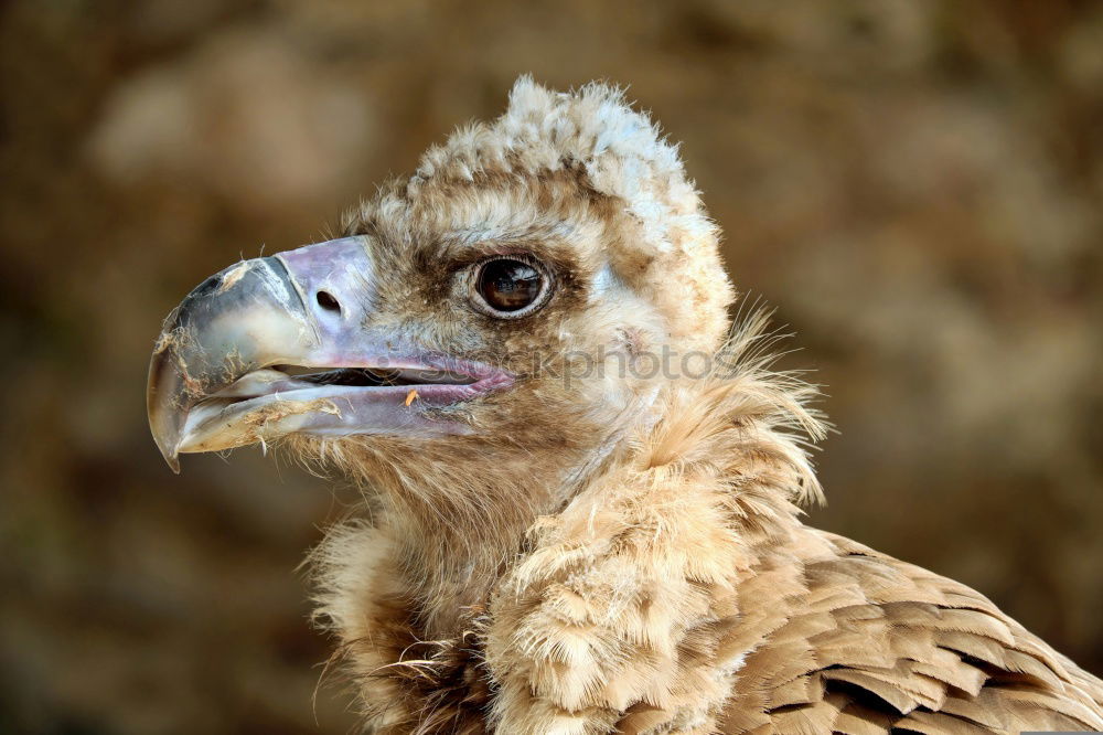 Similar – The majestic wild black vulture in its habitat