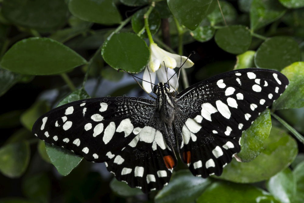 Similar – butterfly Butterfly Flower