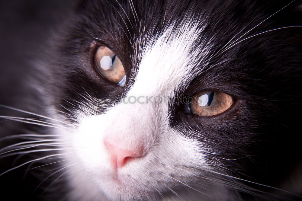 Similar – Image, Stock Photo Heart shaped man hands holding cat face