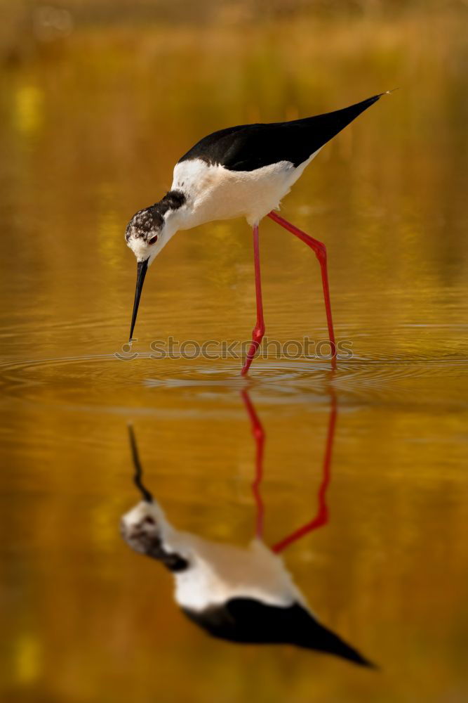 Similar – Stilt in a pond looking