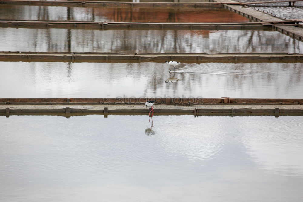 Similar – mainstream Puddle Woman