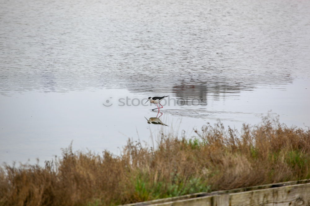 Similar – Image, Stock Photo Duckburg, of course.