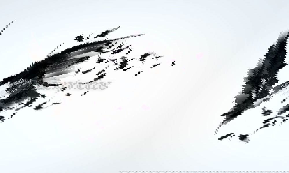 Similar – Image, Stock Photo dove in venice Pigeon
