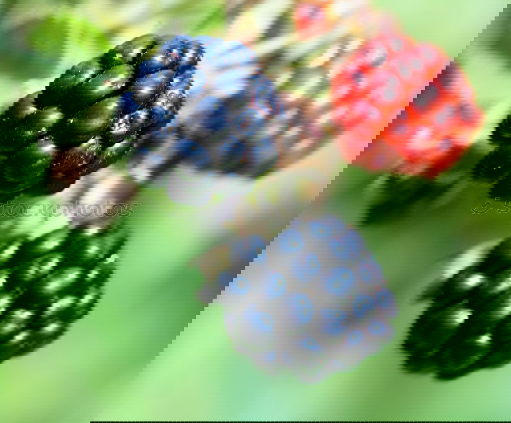Similar – Image, Stock Photo blueberries Food Fruit