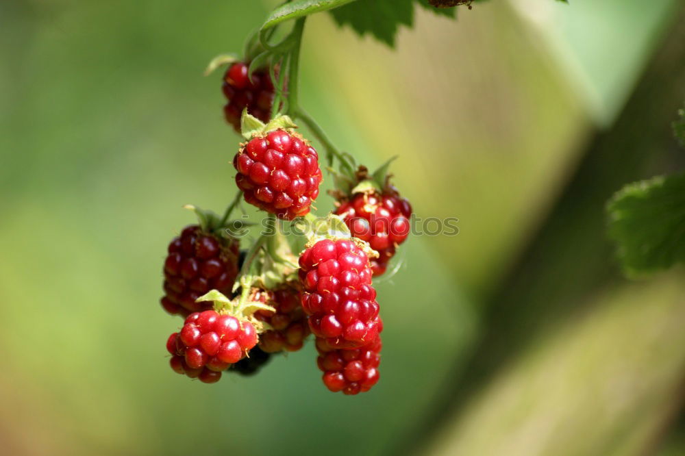 Similar – Berry II Food Fruit