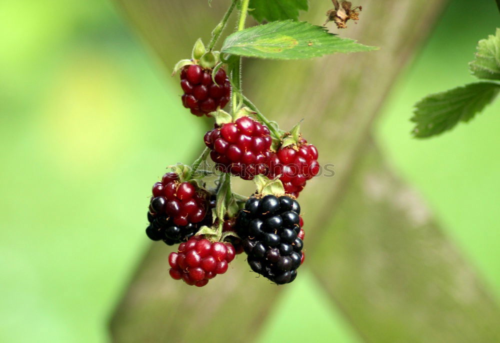 Similar – Image, Stock Photo blueberries Food Fruit