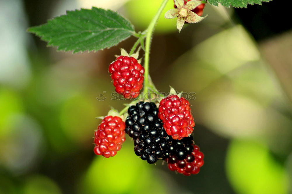 Similar – Image, Stock Photo Raspberries Raspberry