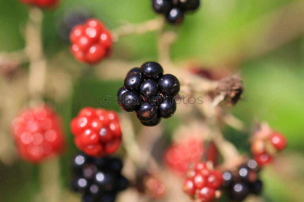 Similar – Image, Stock Photo bomberries Food Fruit