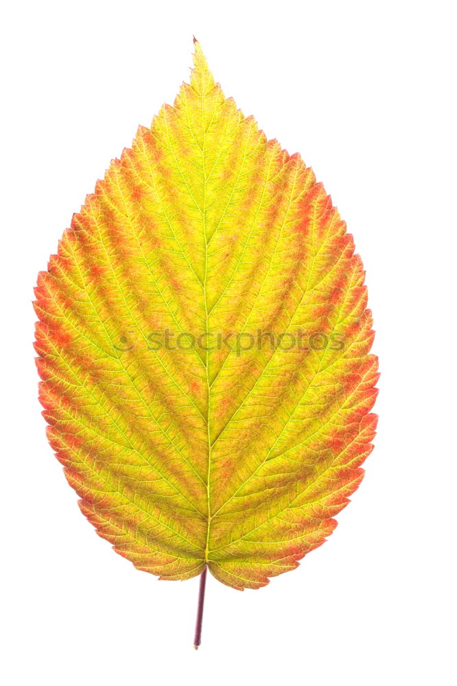 Similar – Autumn colors leaf