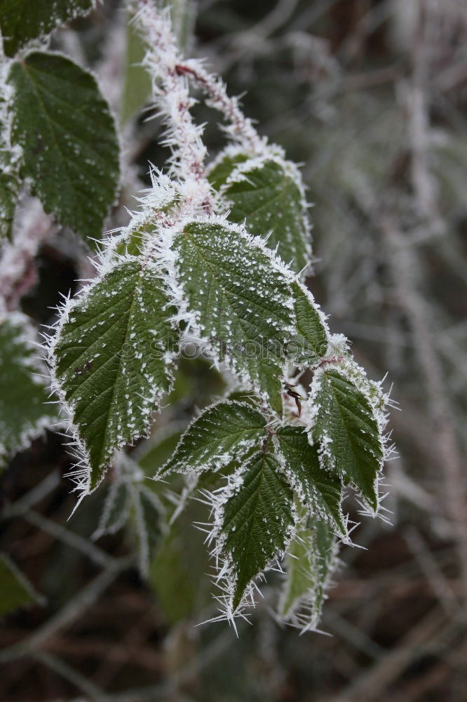 Similar – Close-up of ice crystals on nettle leaves