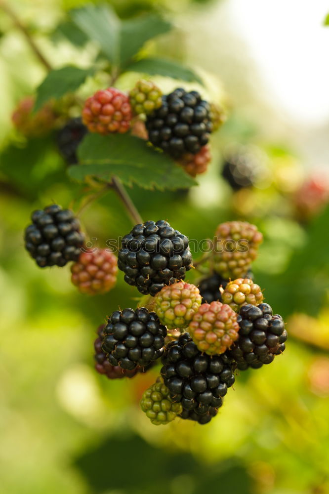 Similar – Image, Stock Photo blueberries Food Fruit