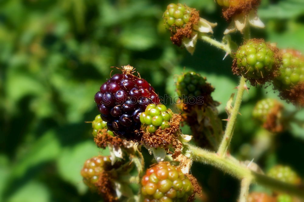 Similar – Raspberries Urban Gardening