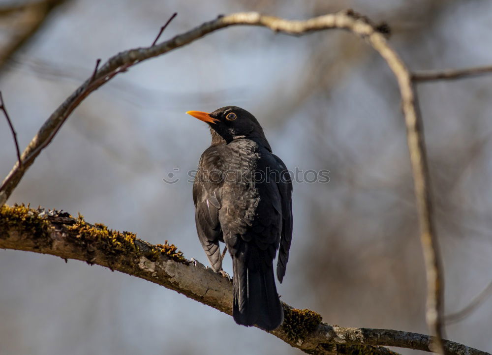 Similar – Blackbird in a sunny tree