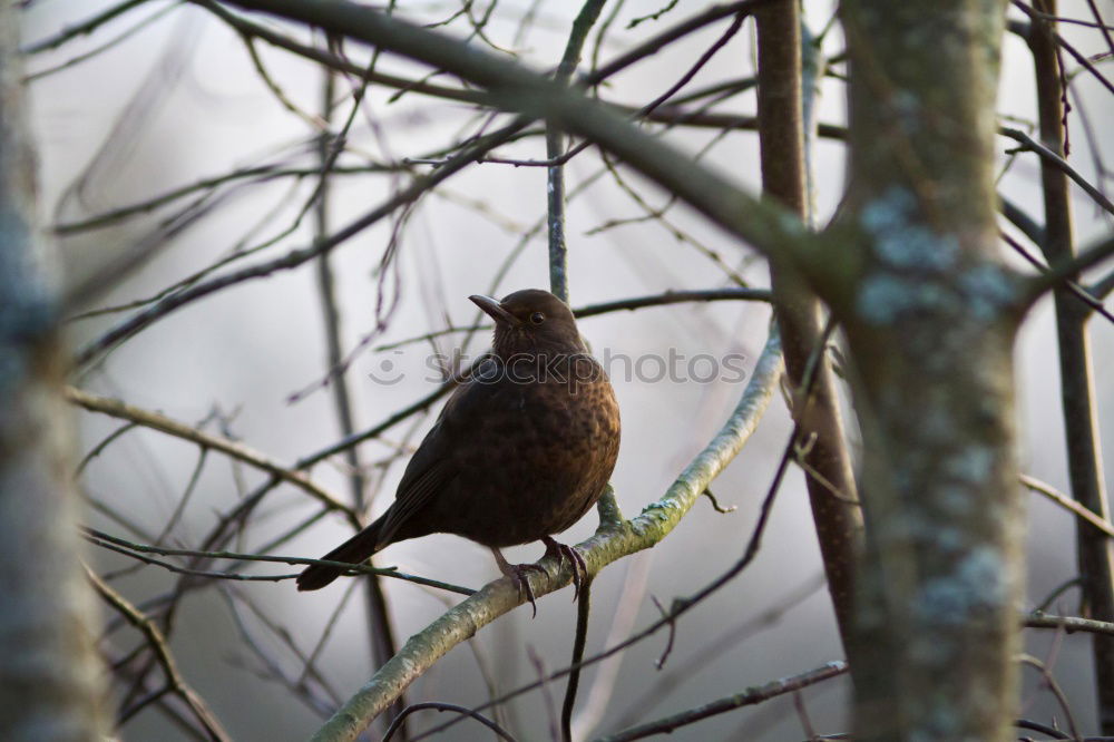 Similar – Image, Stock Photo blackbird Environment