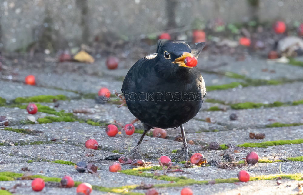 Similar – Bird with green leg dress