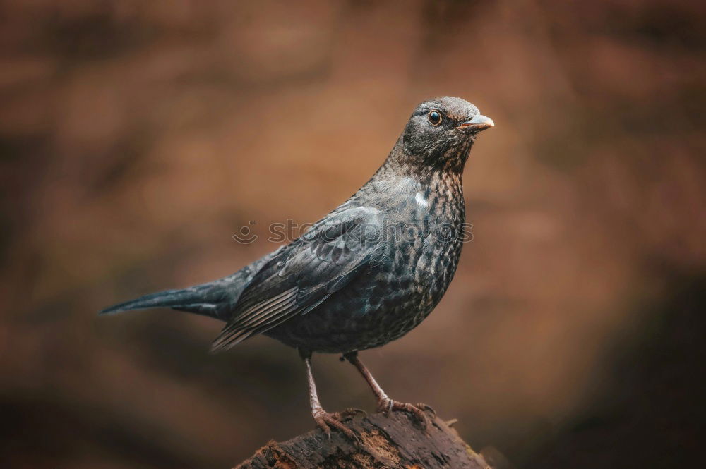 Similar – Image, Stock Photo A bird sits on a roof and looks. Flutebird, known for its attacks on humans. It has the ability to imitate voices. Queensland / Australia