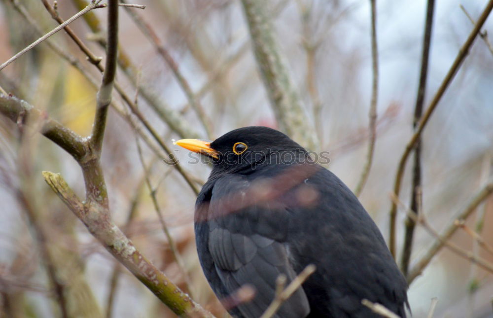 Similar – Image, Stock Photo Blackbird with berry in beak