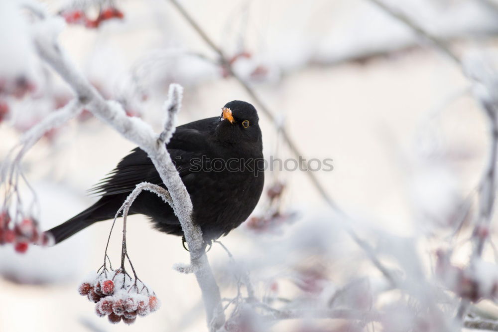 Similar – Image, Stock Photo Blackbird in a tree Fruit