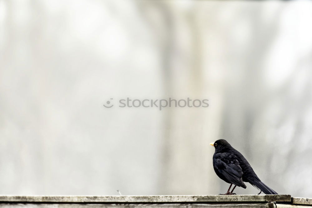 Similar – Image, Stock Photo The Lonely Bird Nature