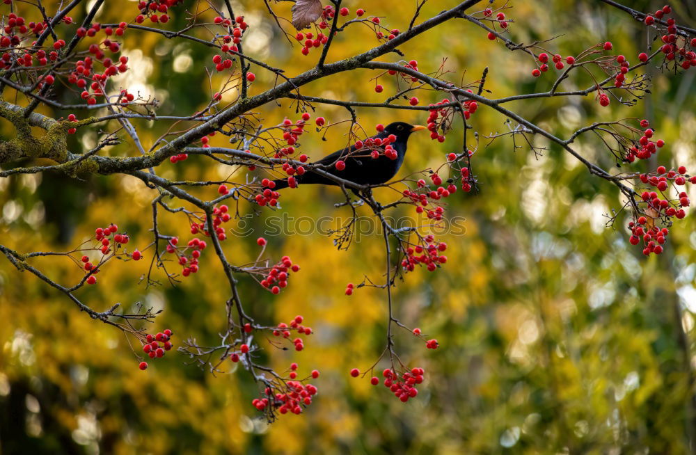 Image, Stock Photo Common blackbird eating rowan berries