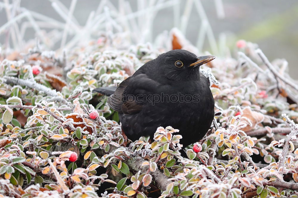 Similar – Image, Stock Photo Common blackbird eating rowan berries