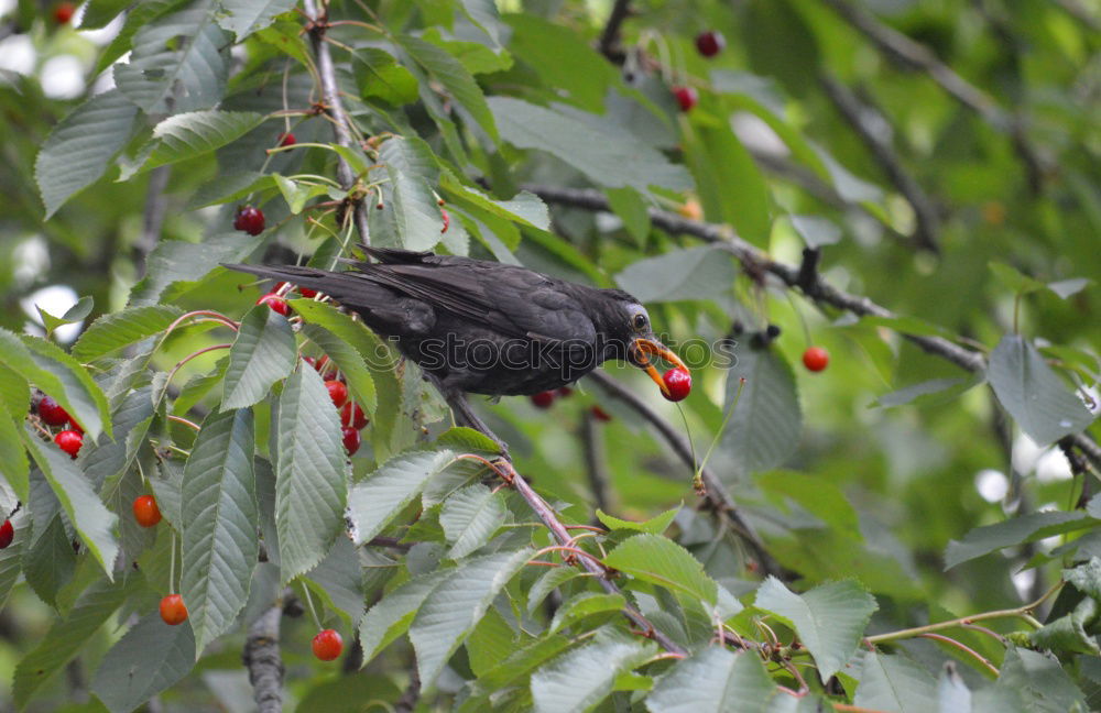 Similar – Image, Stock Photo Common blackbird eating rowan berries