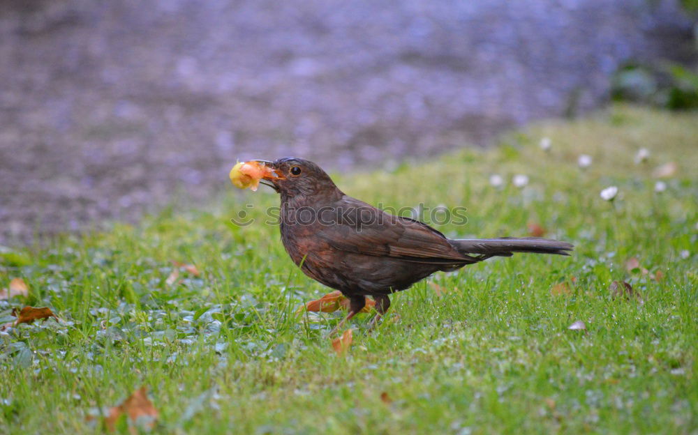 Similar – Image, Stock Photo Curious blackbird on the meadow