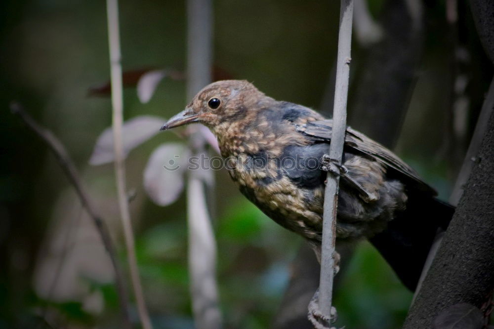 Similar – Foto Bild Spatz im Gestrüpp Natur