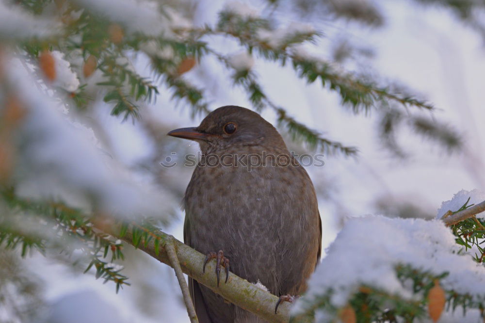 Similar – Blackbird in a sunny tree