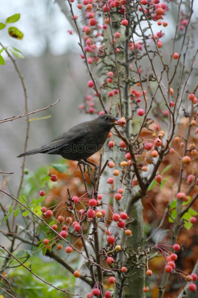 Similar – Image, Stock Photo A blackbird sits in an ornamental apple bush