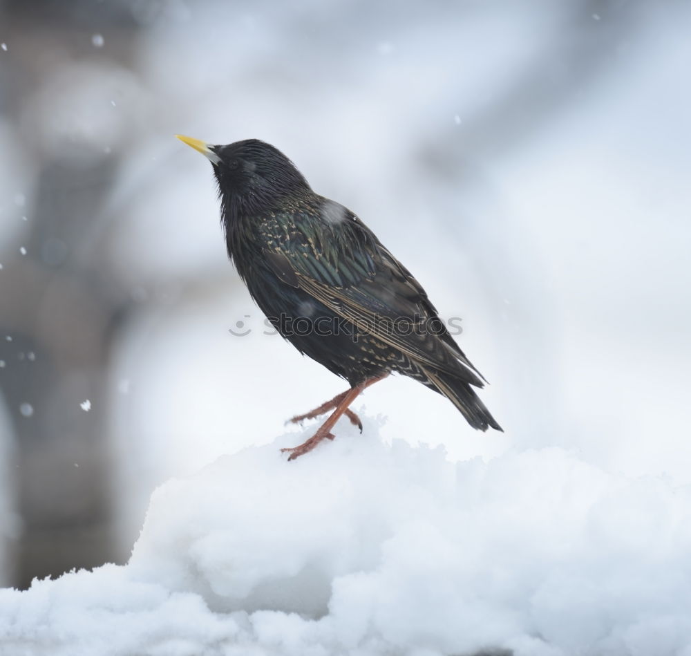 Amsel II. Environment