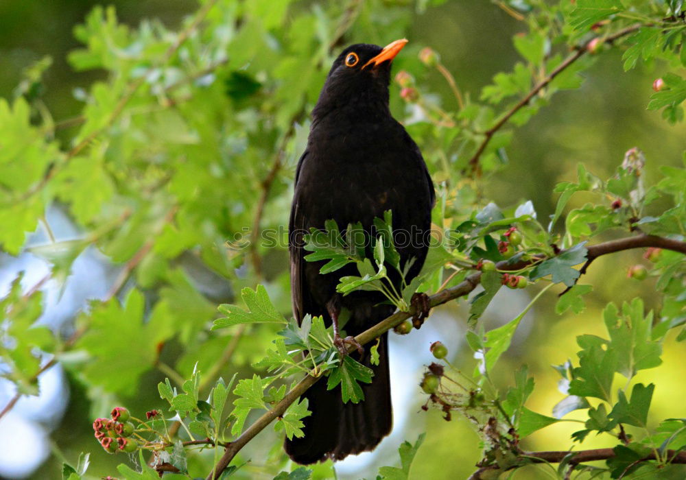 Image, Stock Photo Blackbird in a tree