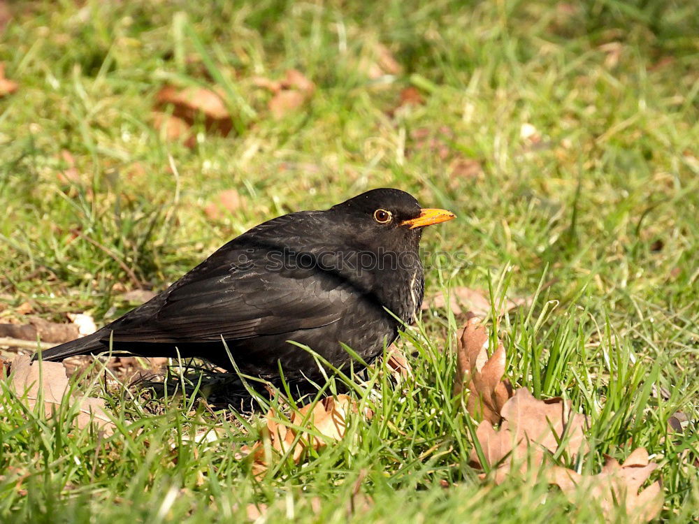 Similar – Image, Stock Photo Blackbird in lawn Bird