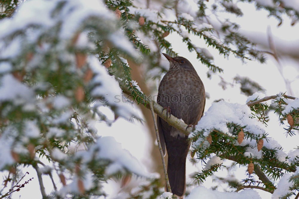 Similar – Amselwinter Vogel Drossel