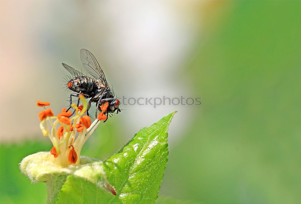 Similar – Little hoverfly in a green garden