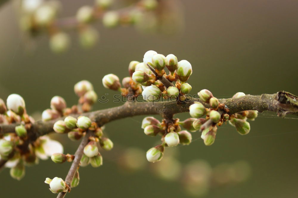 Similar – Image, Stock Photo spring Environment Nature