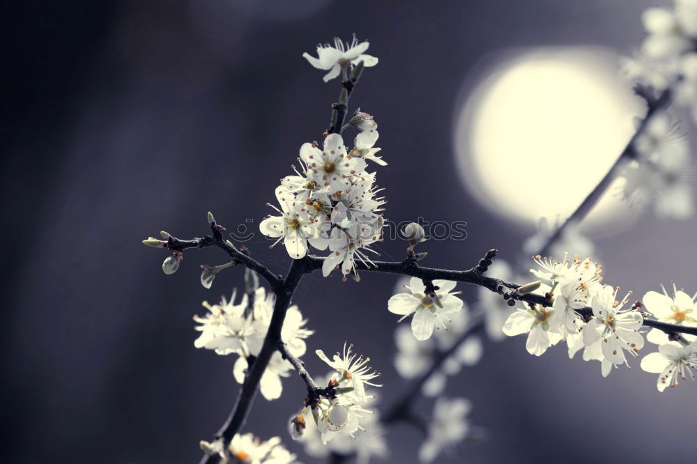 Similar – Image, Stock Photo pink flower plant in springtime
