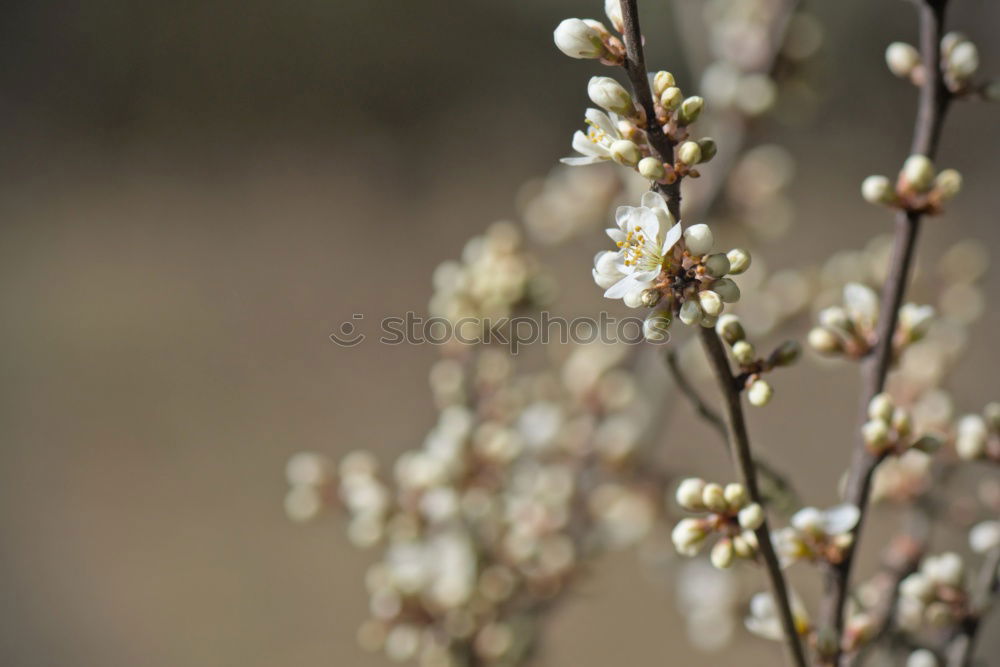 Similar – Image, Stock Photo spring Environment Nature