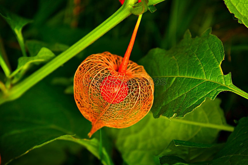 Similar – Autumnal orange shining lampion flower