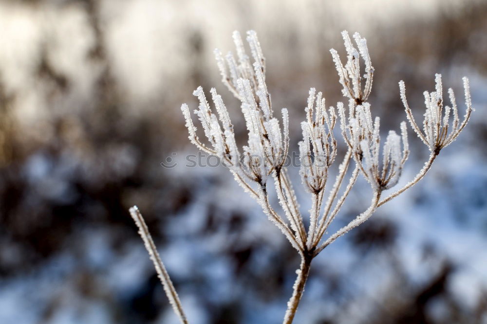 Similar – Beautiful plants in winter