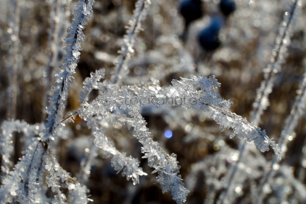 Similar – Image, Stock Photo Hoarfrost on blades of grass against a blue sky